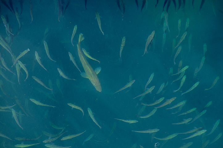 Private one-on-one tutoring approach